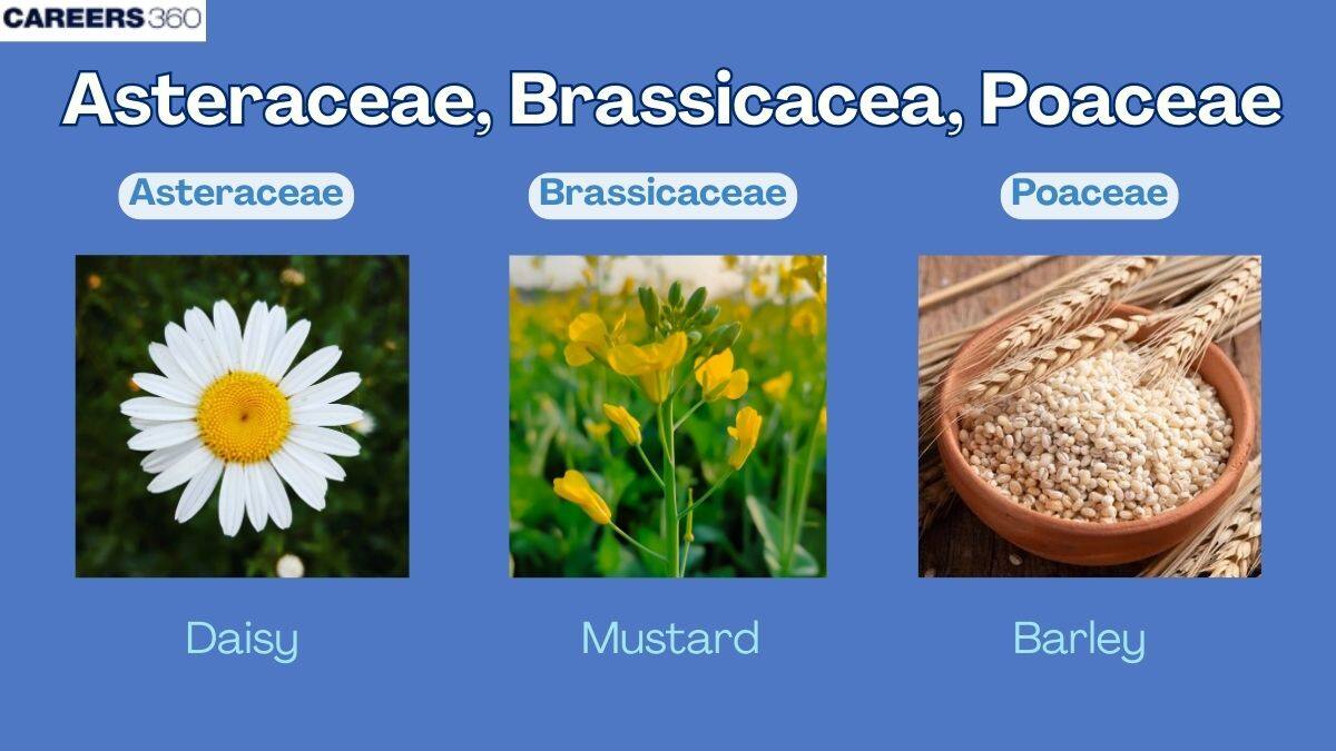 Asteraceae, Brassicaceae, Poaceae: Angiosperm Families